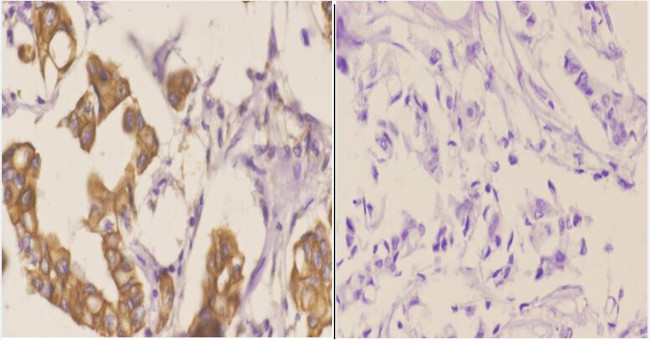 EphB6 Antibody in Immunohistochemistry (Paraffin) (IHC (P))