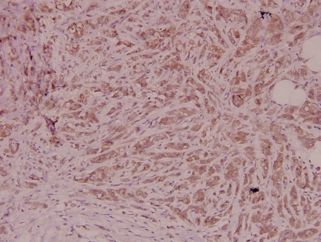 PEDF Antibody in Immunohistochemistry (Paraffin) (IHC (P))