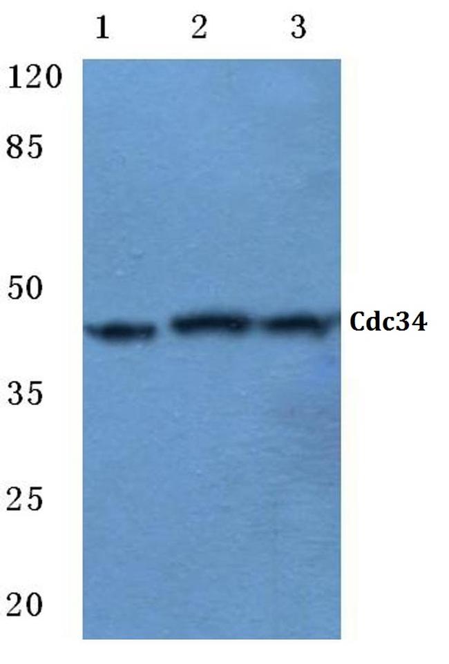 Cdc34 Antibody in Western Blot (WB)