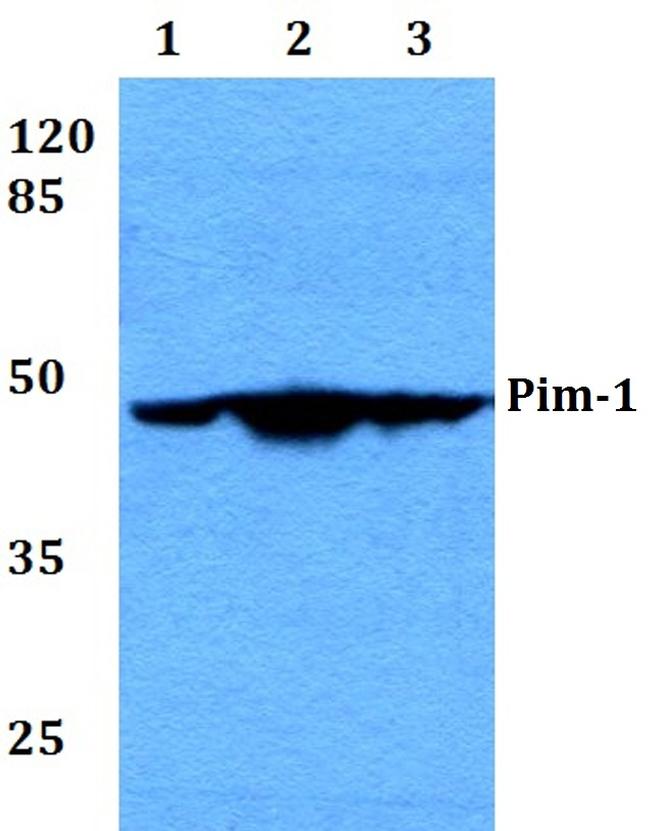 PIM1 Antibody in Western Blot (WB)