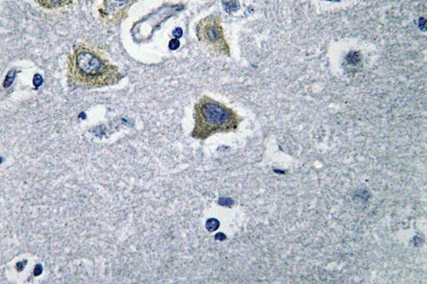 Carbonic Anhydrase VB Antibody in Immunohistochemistry (Paraffin) (IHC (P))