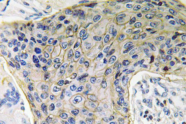 Aquaporin 4 Antibody in Immunohistochemistry (Paraffin) (IHC (P))