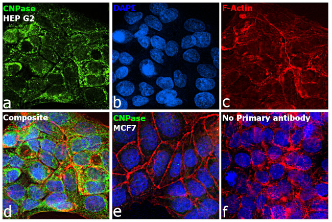 CNPase Antibody in Immunocytochemistry (ICC/IF)