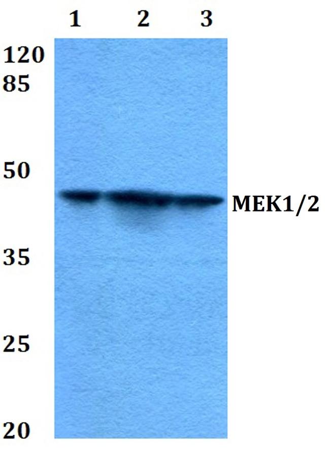 MEK1 Antibody in Western Blot (WB)