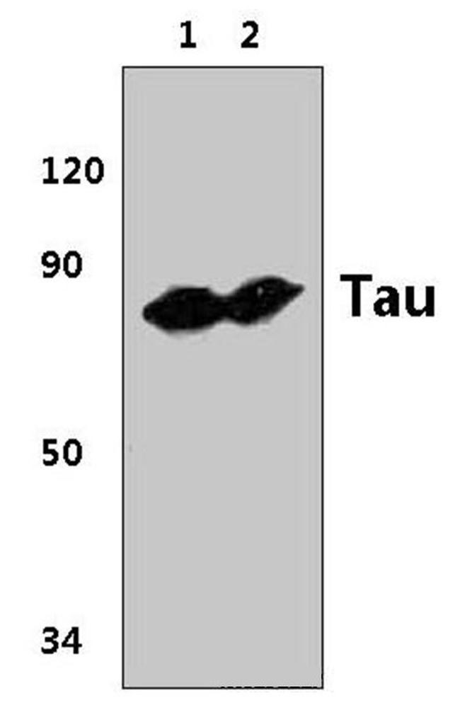 Tau Antibody in Western Blot (WB)