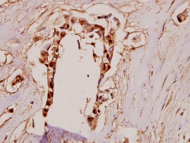 BMP-7 Antibody in Immunohistochemistry (Paraffin) (IHC (P))
