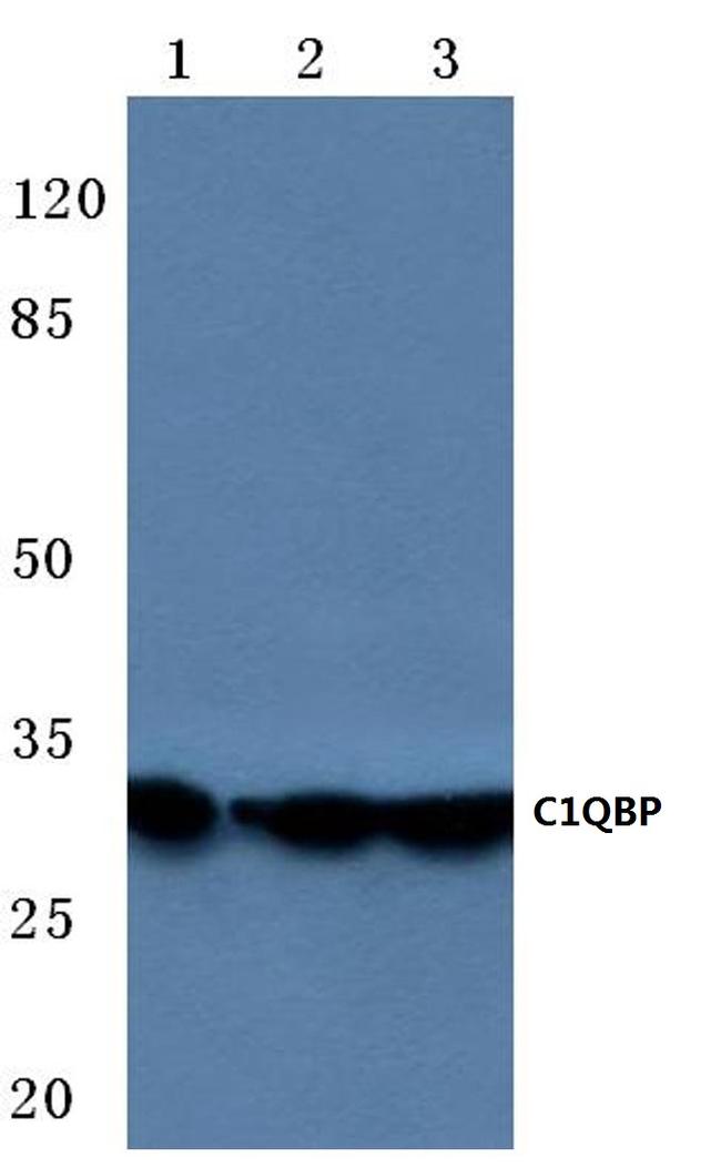 C1QBP Antibody in Western Blot (WB)