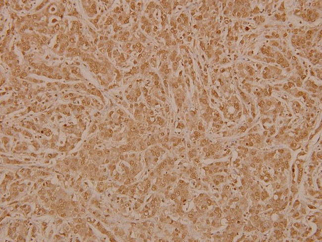 PAF49 Antibody in Immunohistochemistry (Paraffin) (IHC (P))