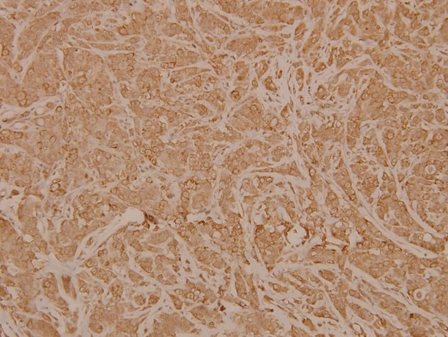 NXPH1 Antibody in Immunohistochemistry (Paraffin) (IHC (P))