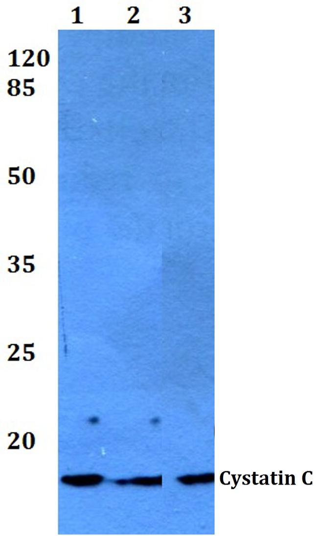 Cystatin C Antibody in Western Blot (WB)