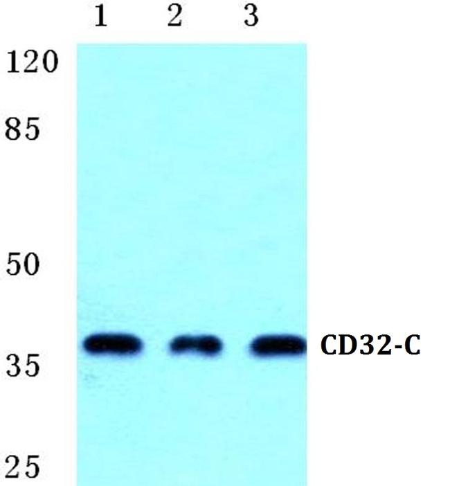 CD32c (FCGR2C) Antibody in Western Blot (WB)