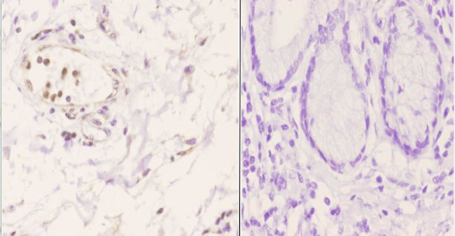 CRP1 Antibody in Immunohistochemistry (Paraffin) (IHC (P))