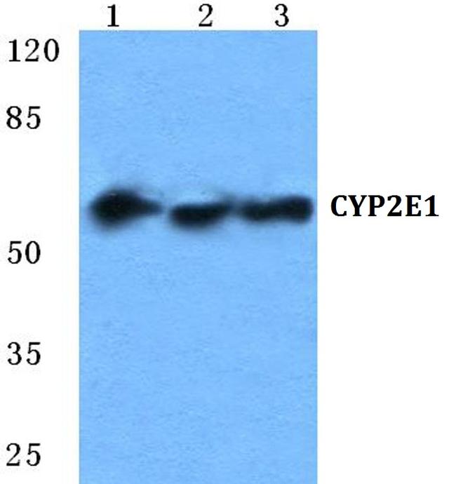 CYP2E1 Antibody in Western Blot (WB)