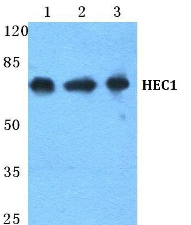 HEC1 Antibody in Western Blot (WB)