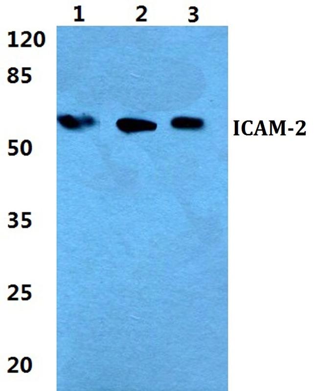 ICAM-2 Antibody in Western Blot (WB)