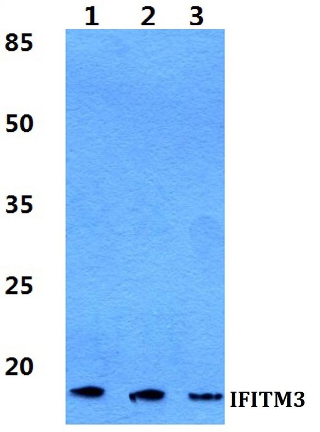 IFITM3 Antibody in Western Blot (WB)
