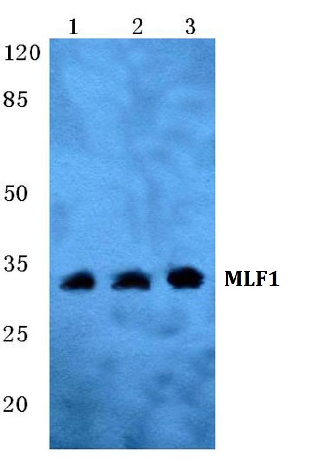 MLF1 Antibody in Western Blot (WB)
