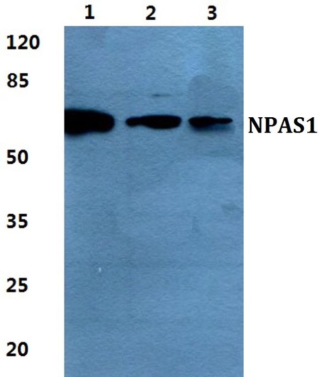 NPAS1 Antibody in Western Blot (WB)