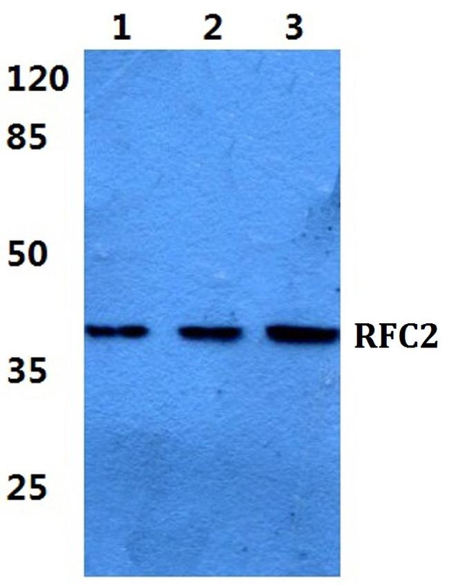 RFC2 Antibody in Western Blot (WB)