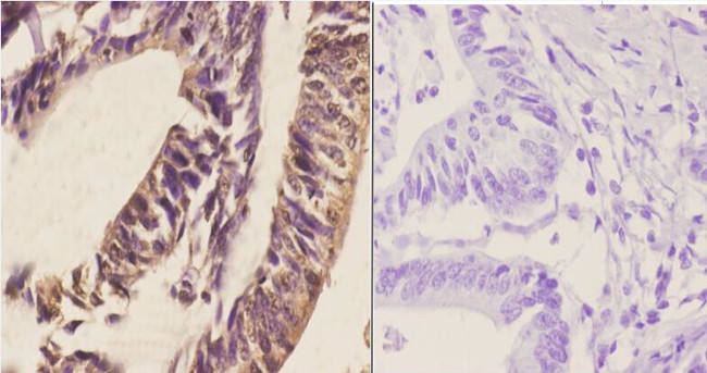 RGS1 Antibody in Immunohistochemistry (Paraffin) (IHC (P))