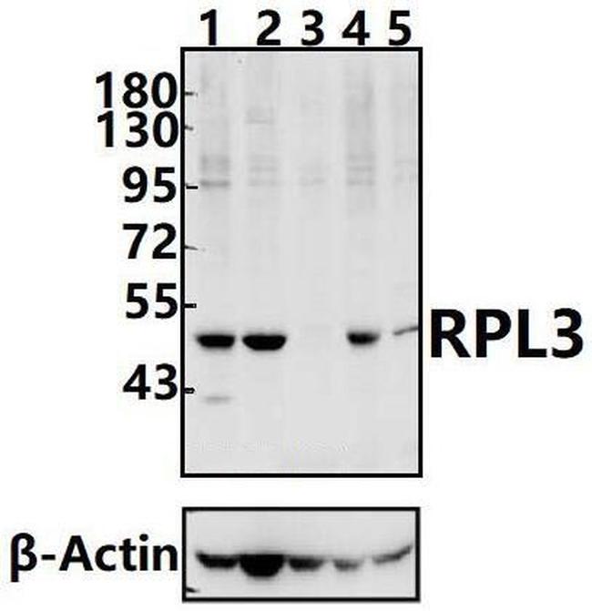 RPL3 Antibody in Western Blot (WB)