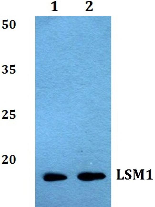 LSM1 Antibody in Western Blot (WB)
