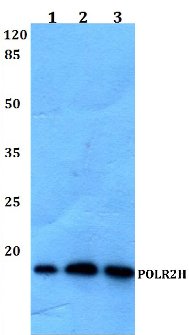 POLR2H Antibody in Western Blot (WB)