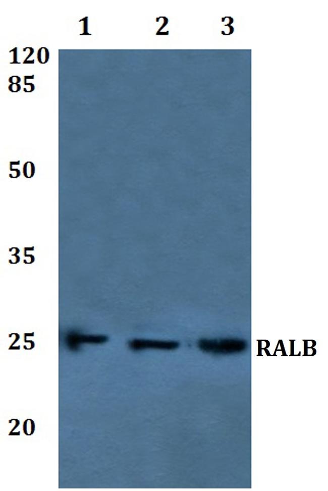 RALB Antibody in Western Blot (WB)