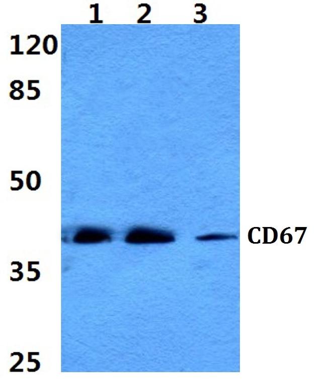 CEACAM8 Antibody in Western Blot (WB)