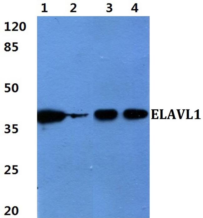 HuR Antibody in Western Blot (WB)