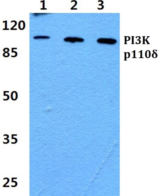 PIK3CD Antibody in Western Blot (WB)