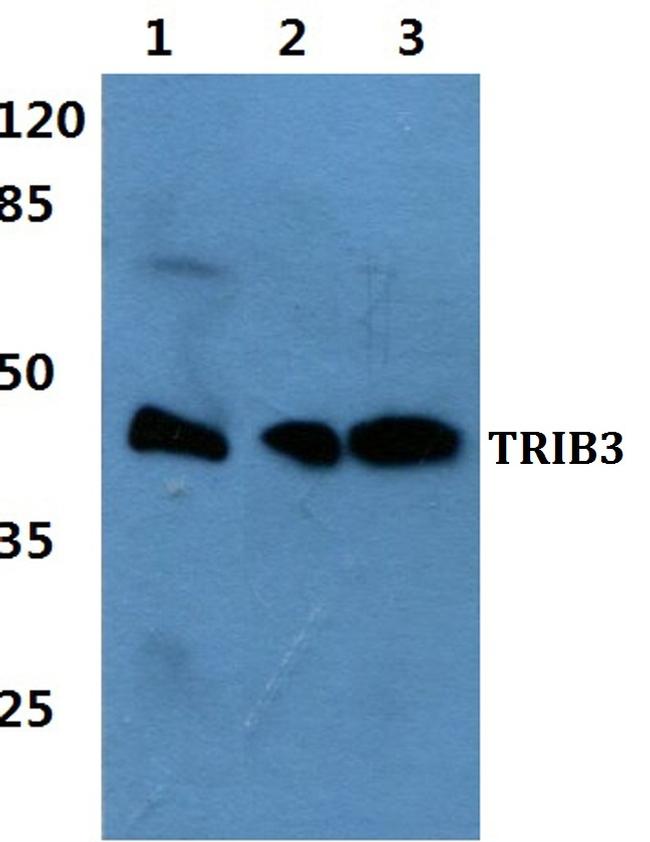 TRIB3 Antibody in Western Blot (WB)