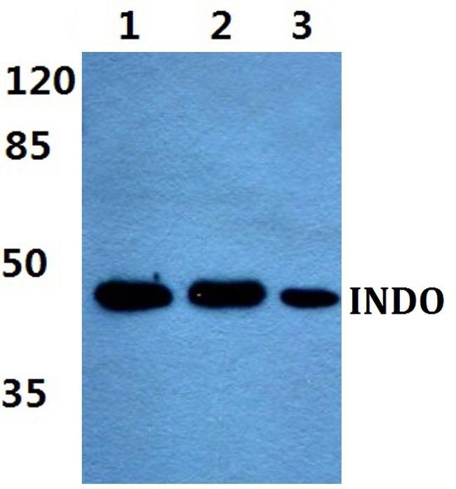 IDO Antibody in Western Blot (WB)