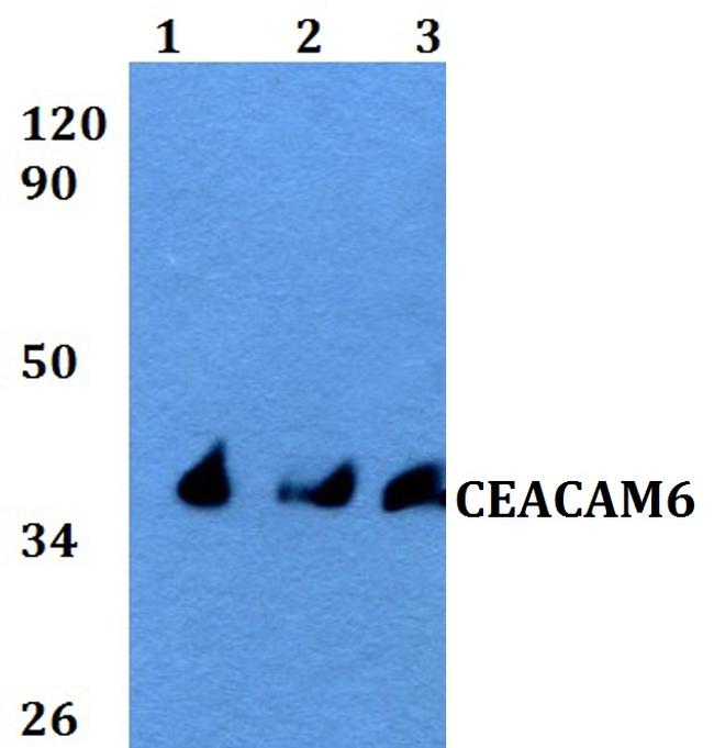 CEACAM6 Antibody in Western Blot (WB)