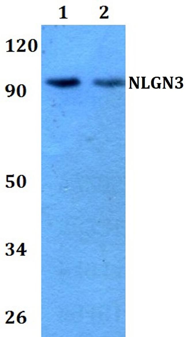 NLGN3 Antibody in Western Blot (WB)