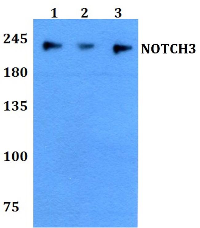 NOTCH3 Antibody in Western Blot (WB)