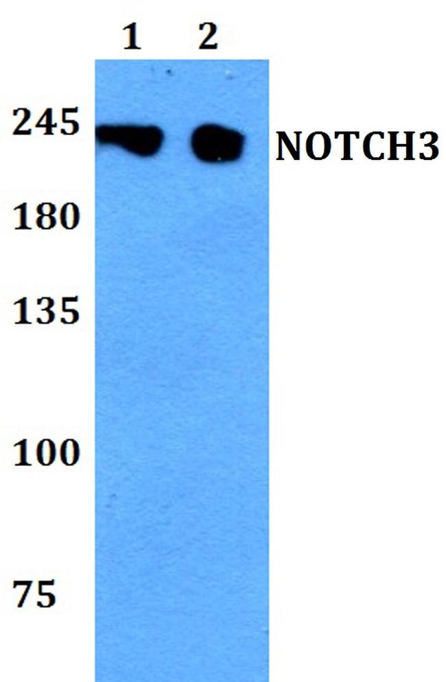 NOTCH3 Antibody in Western Blot (WB)