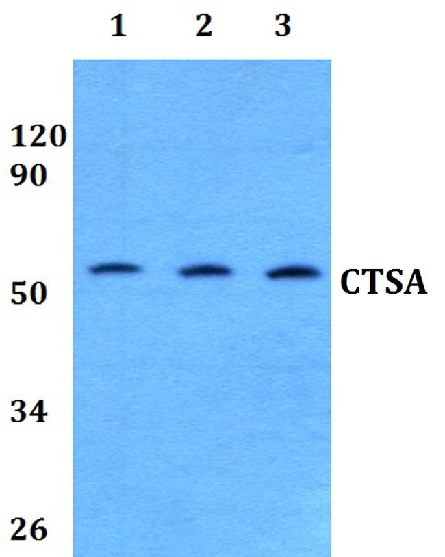 Cathepsin A Antibody in Western Blot (WB)