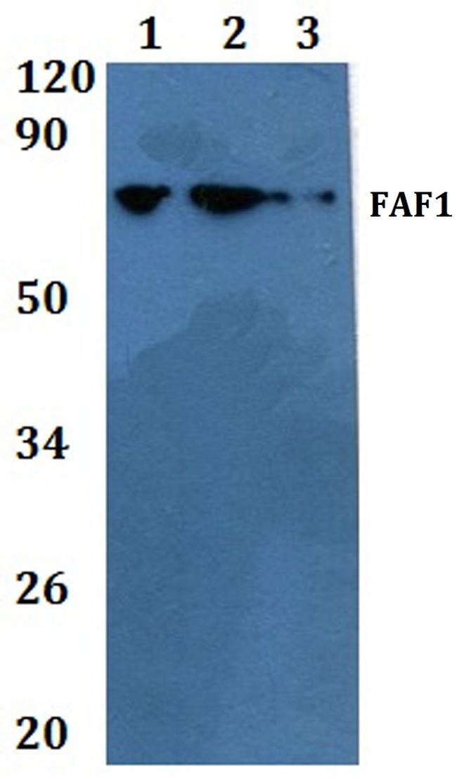 FAF1 Antibody in Western Blot (WB)