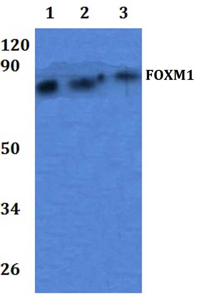FOXM1 Antibody in Western Blot (WB)