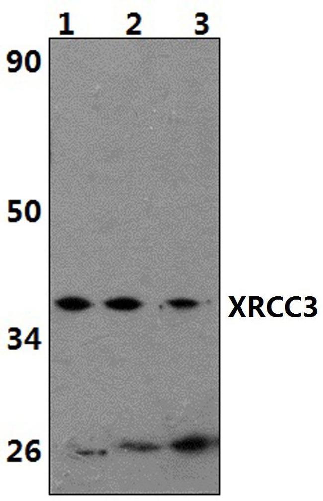 XRCC3 Antibody in Western Blot (WB)