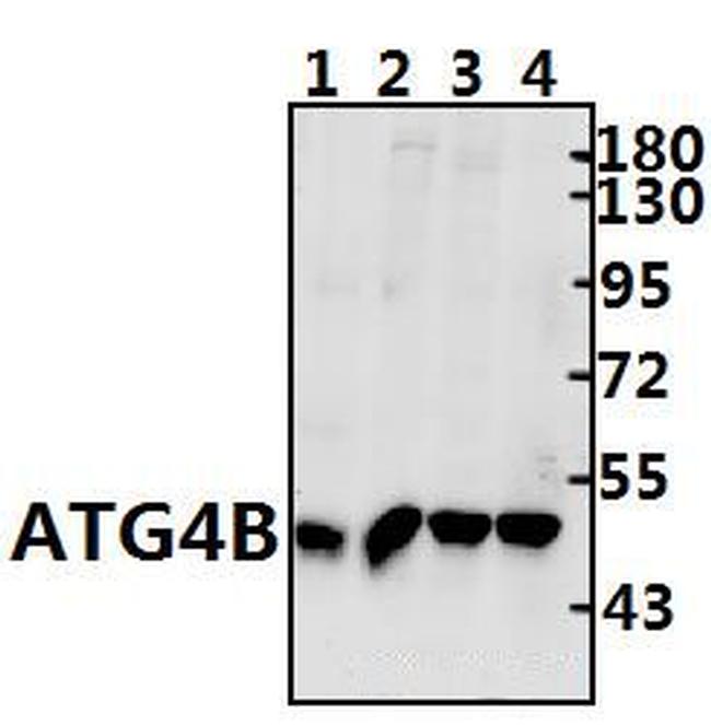 ATG4B Antibody in Western Blot (WB)