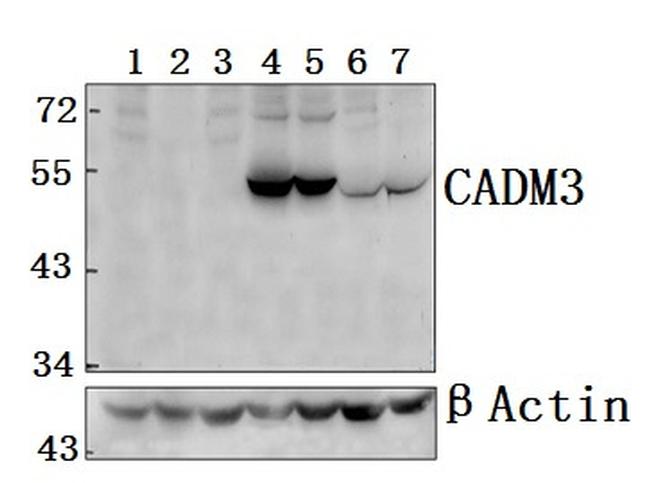 CADM3 Antibody in Western Blot (WB)