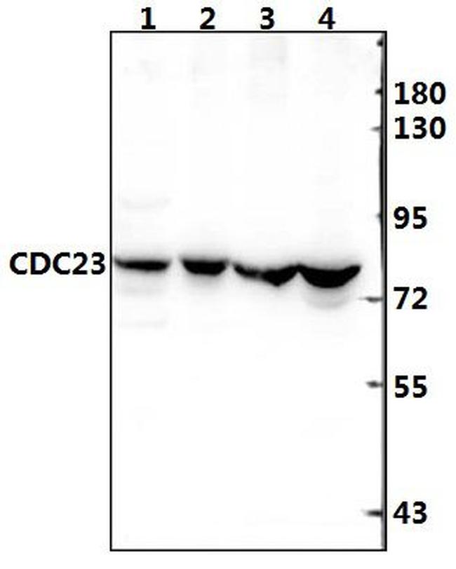 Cdc23 Antibody in Western Blot (WB)