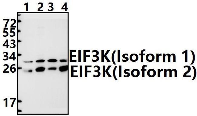 eIF3k Antibody in Western Blot (WB)