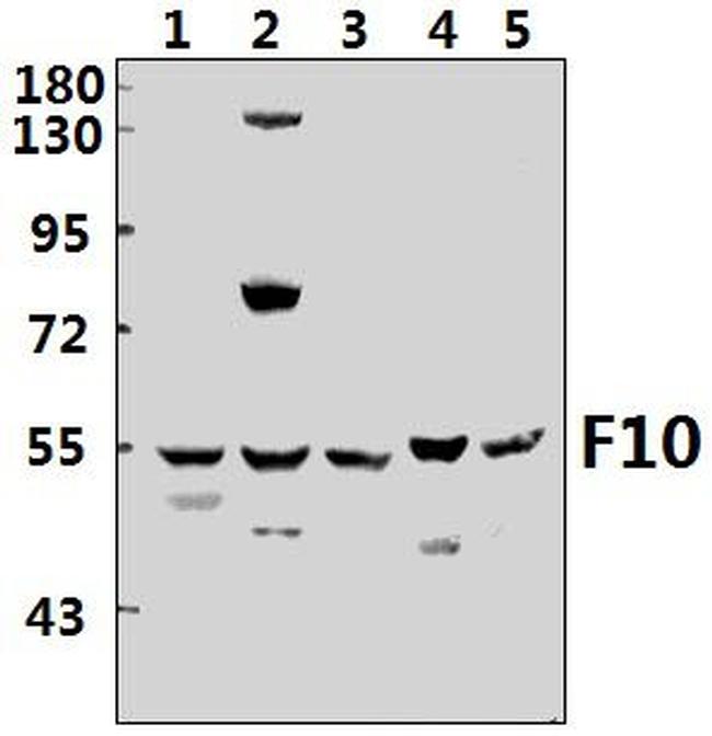 Factor X/Xa Antibody in Western Blot (WB)