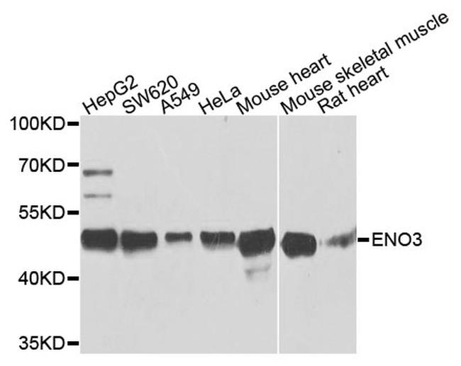ENO3 Antibody in Western Blot (WB)