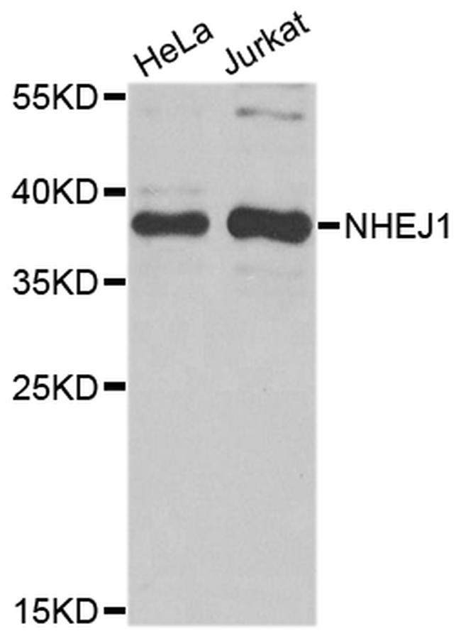 XLF Antibody in Western Blot (WB)
