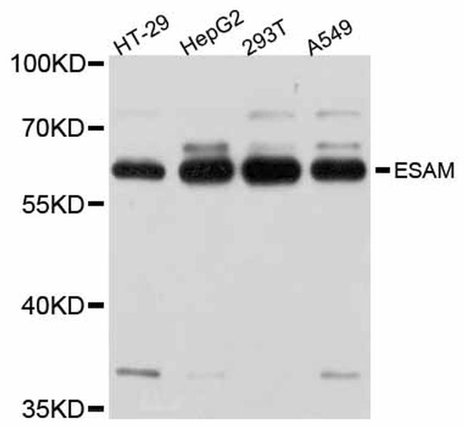 ESAM Antibody in Western Blot (WB)