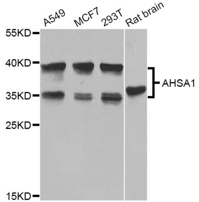 AHA1 Antibody in Western Blot (WB)